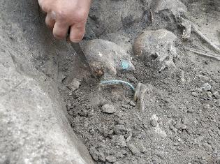 ЗМІ про нас. Тернопільські археологи знайшли унікальні артефакти - 6 скелетів в одній могилі на Шумщині