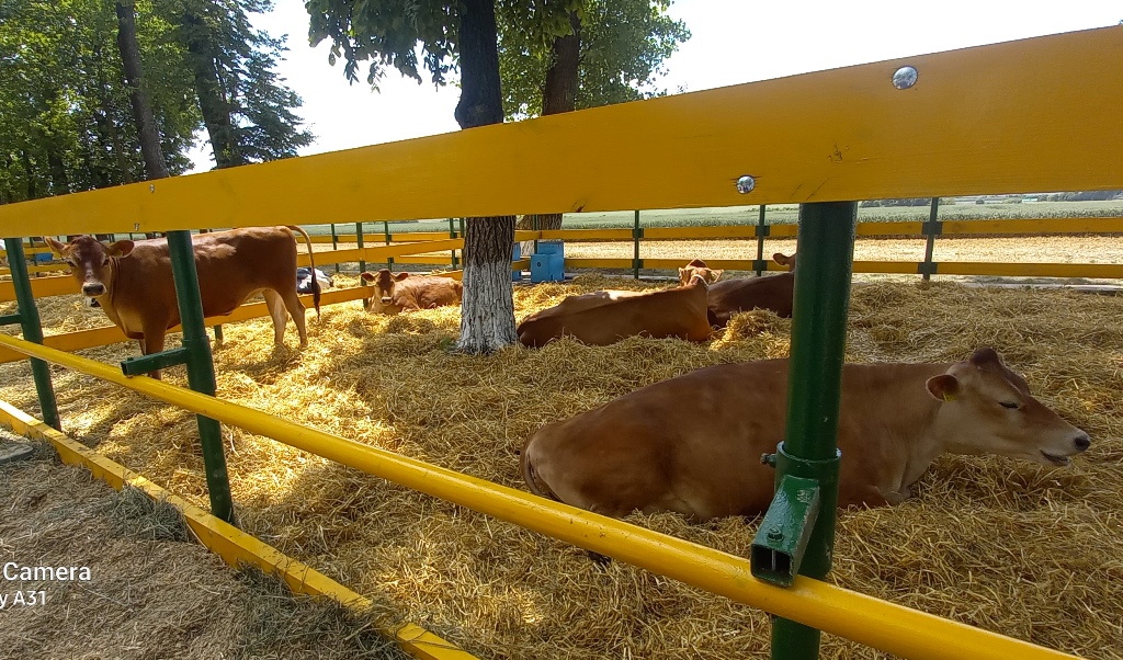  корови породи Джерсей.jpg