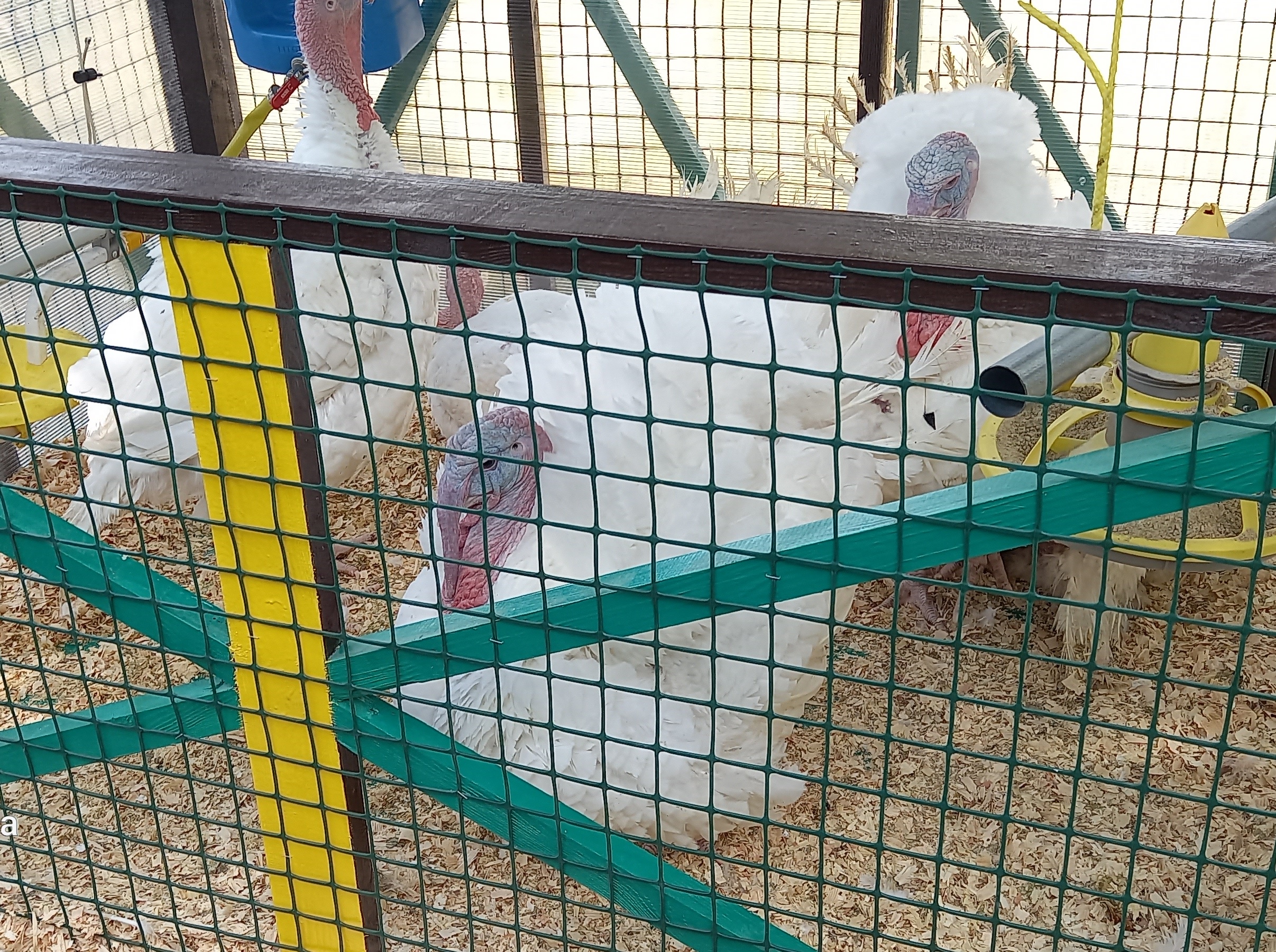 виставкові локації галузі тваринництва. Індики породи Крос біг-6.jpg