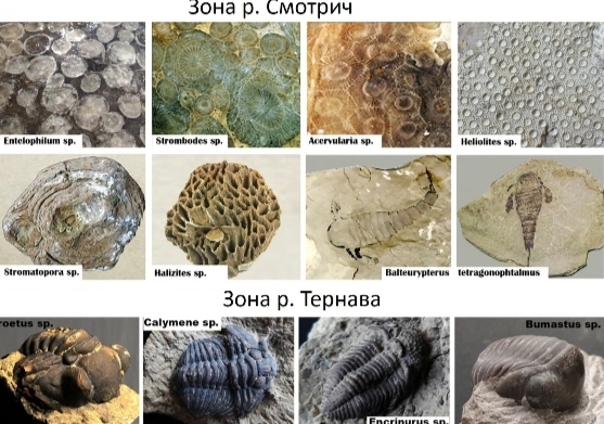 Палеонтологічні знахідки в долинах річок Подільського регіону 