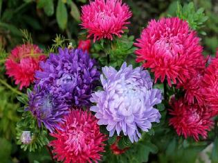 Подяка батькові факультету   від випускниці ТНПУ ім.В.Гнатюка 