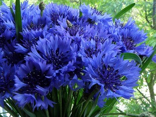 День Гідності і Свободи в ТНПУ ім.В.Гнатюка: обираймо волошкове!