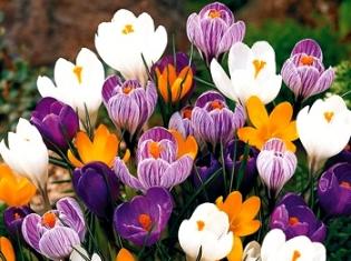 Вітаємо щиро зі святом весни і краси!